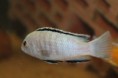 Лабидохромис вайт Нката Бэй , labidochromis white Nkata Bay